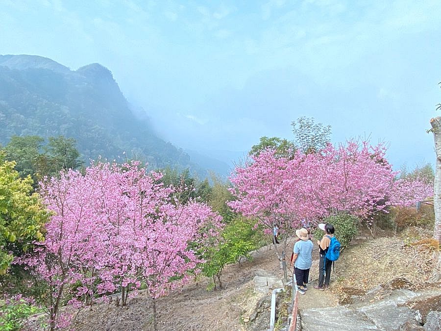 阿里山雲景露營區 每年的2-3月是阿里山櫻花季